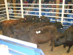 cattle-sale-017.jpg